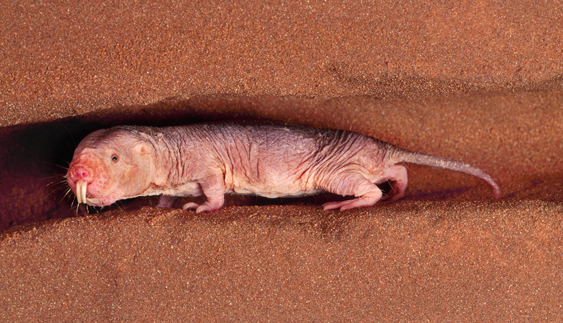 Naked mole rats defy the biological law of aging, Science