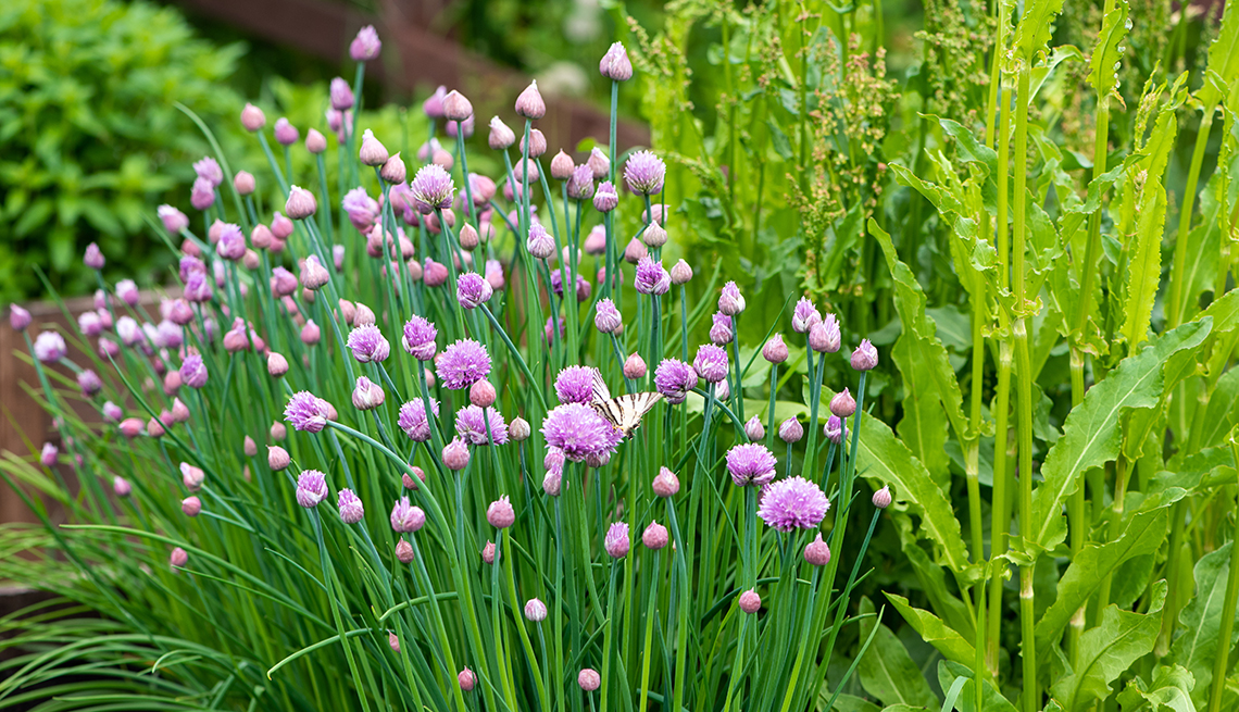 Edible Flowers, Pretty and Tasty - Sharon Palmer, The Plant