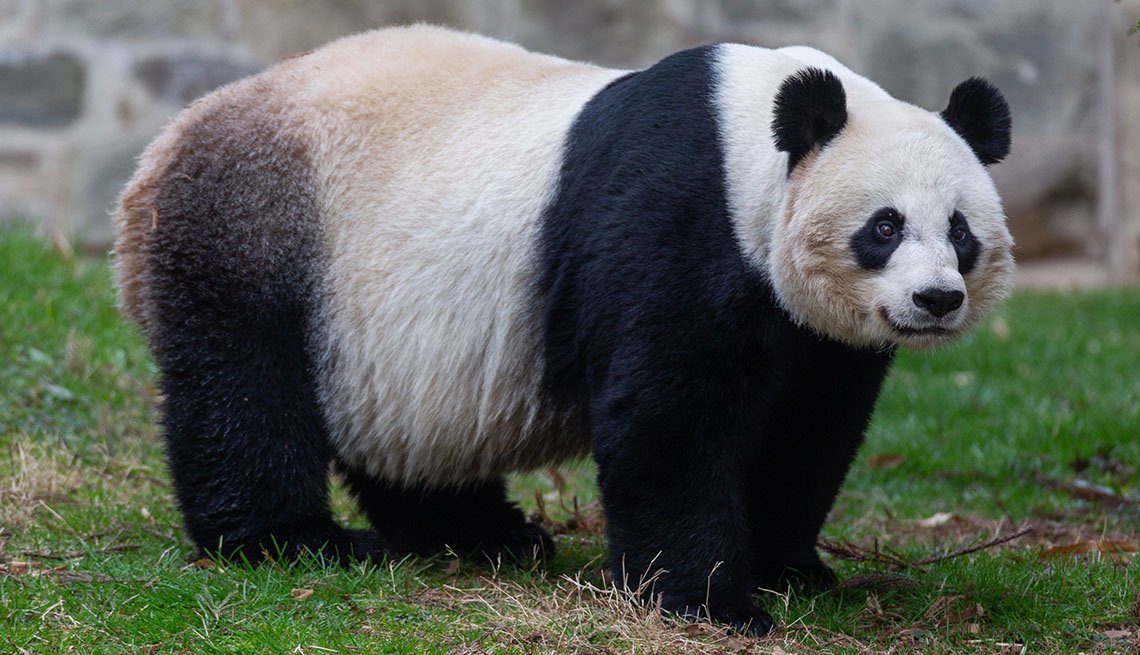 Beat The Pandemic Blues With An Adorable Baby Panda Cam