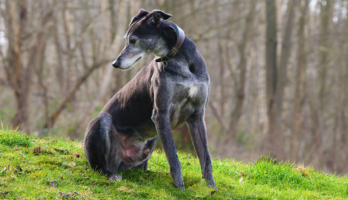 son galgos italianos buenos perros de familia