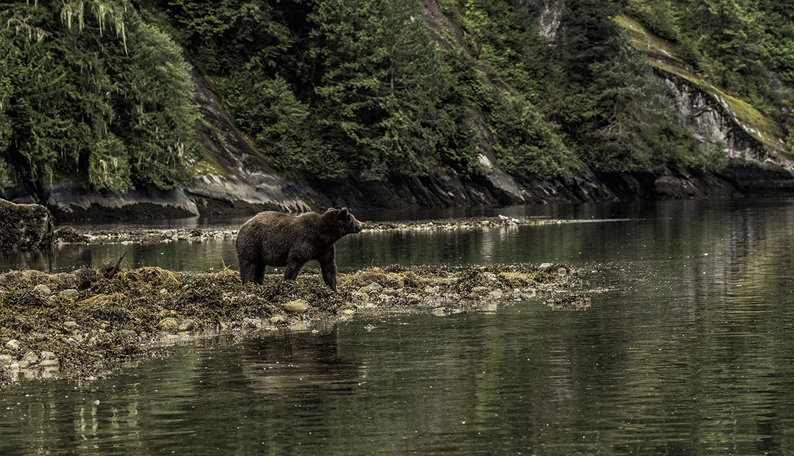 Grizzly bears, wildlife tours, located in the Great Bear Rainforest